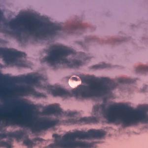 毛片视频免费播放
